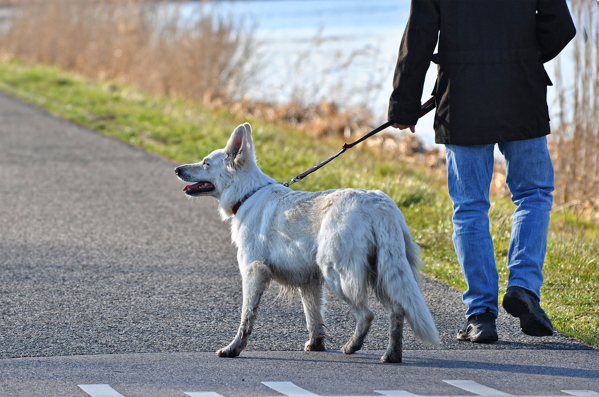 Ein Mensch führt seinen weißen Hund an kurzer Leine an einem Gewässer entlang.