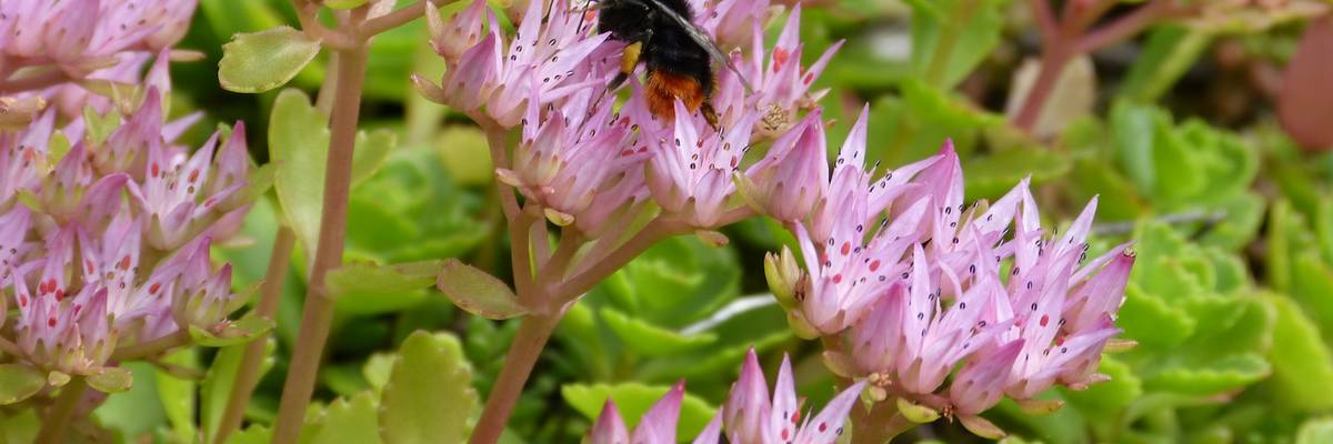 Eine Biene sitzt auf Sedum