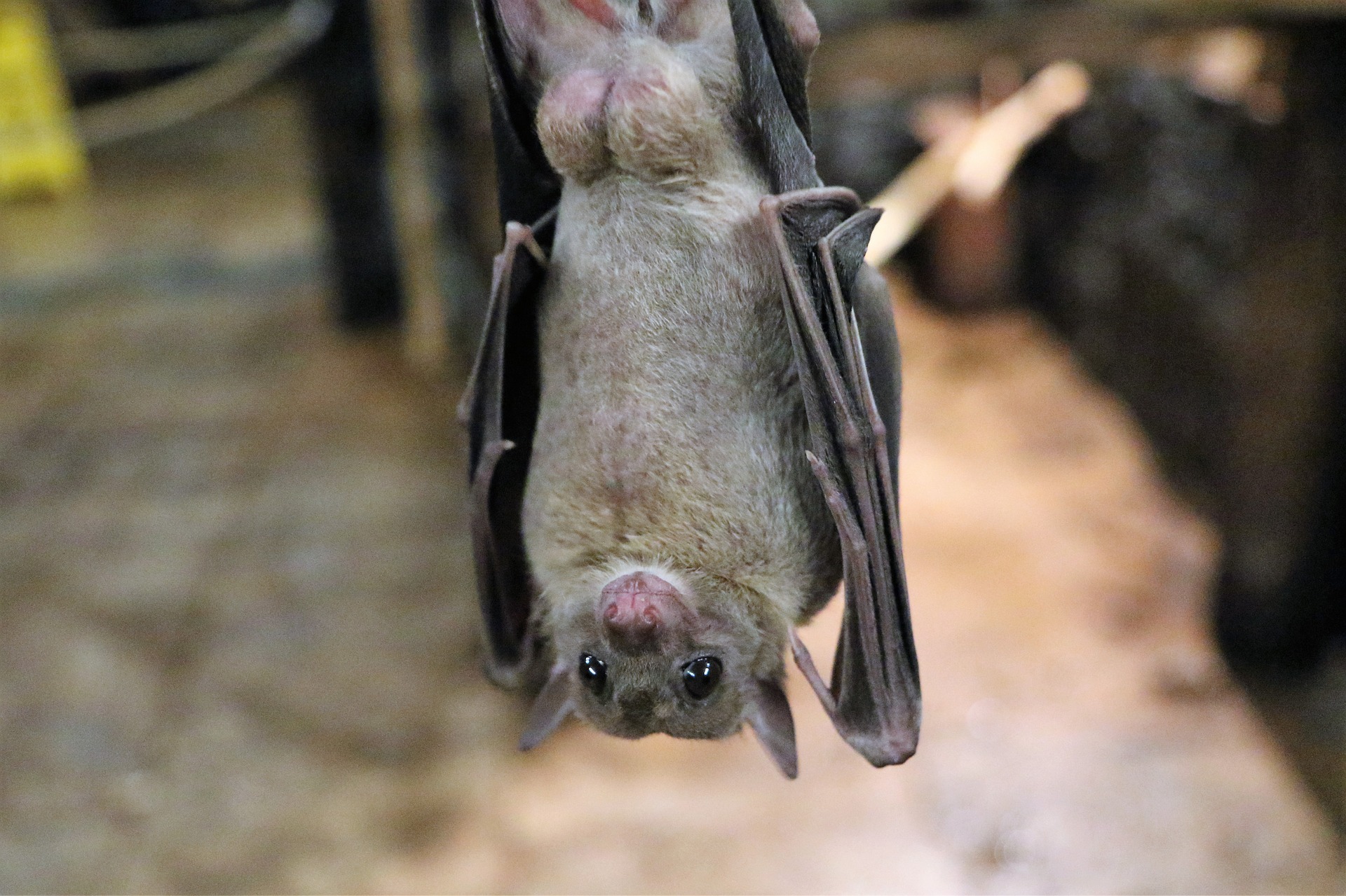 Eine Fledermaus hängt kopfüber an einem Ast.