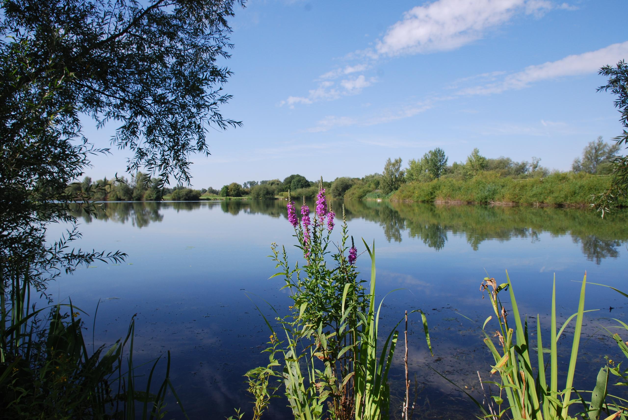 Der Koldinger Teich mit einer blühenden Wildblume im Vordergrund