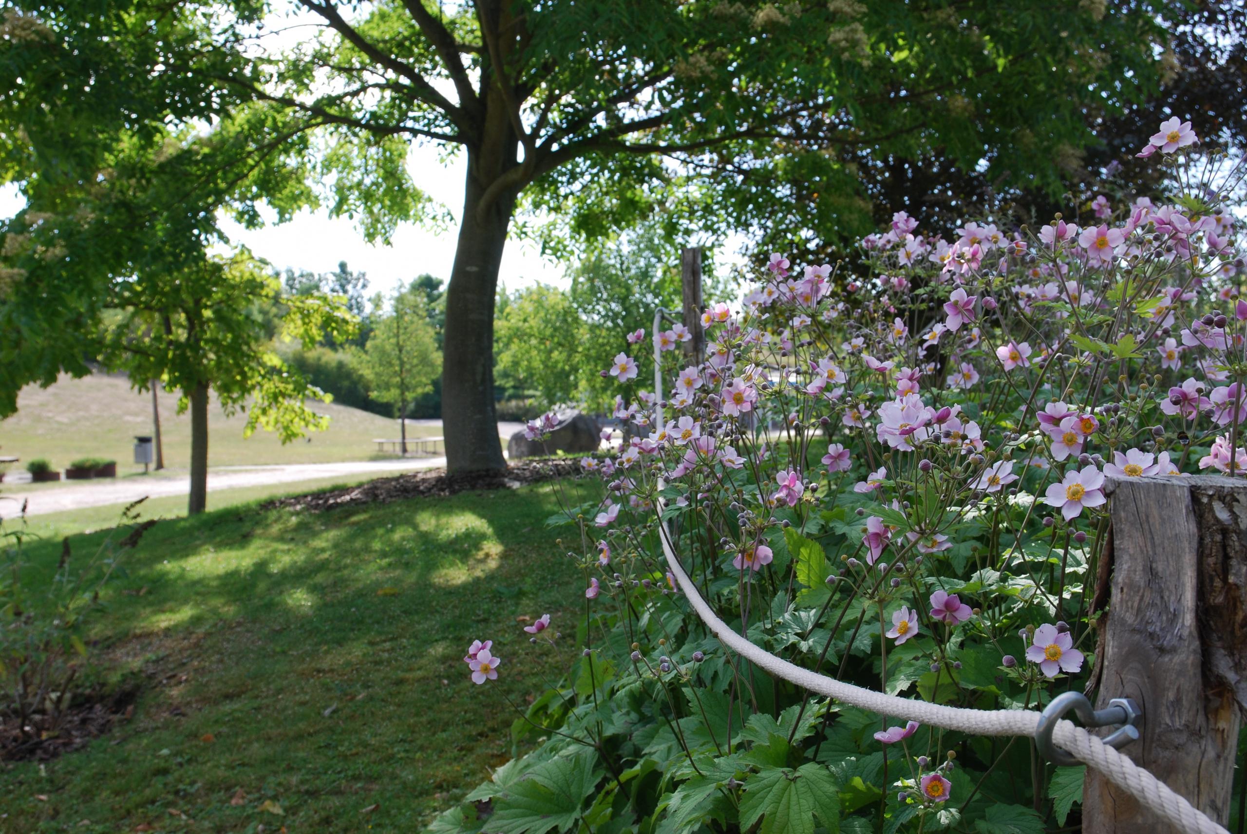 Blüten der Herbstannemone im Park der Sinne