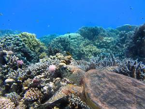 Meeresschildkröte schwimmt im Ozean