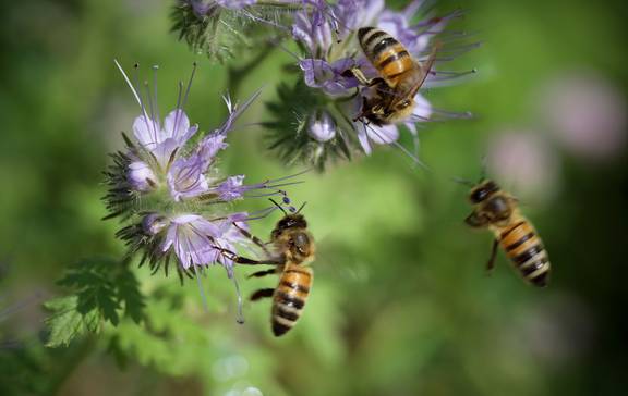 Zwei Bienen befinden sich an jeweils einer Blume während eine weitere Biene fliegt.