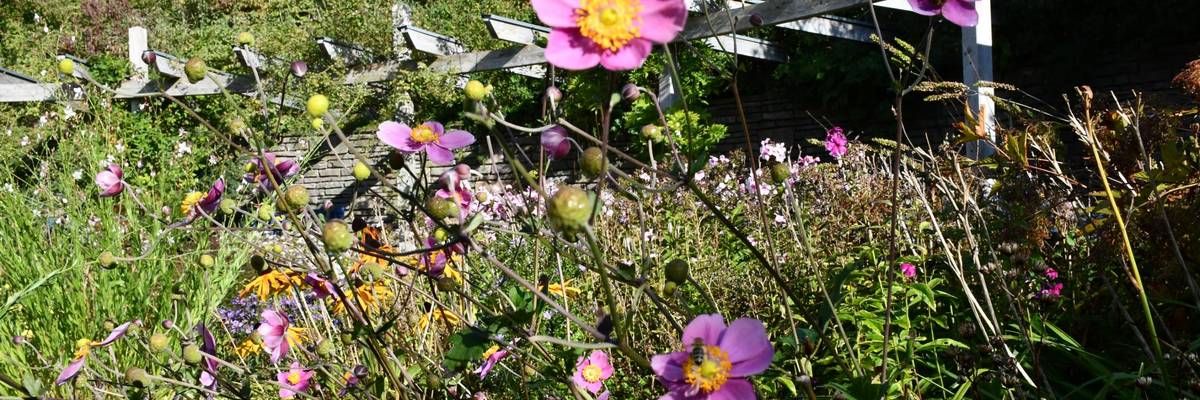 Pinke Blüten an einem kleinen Teich