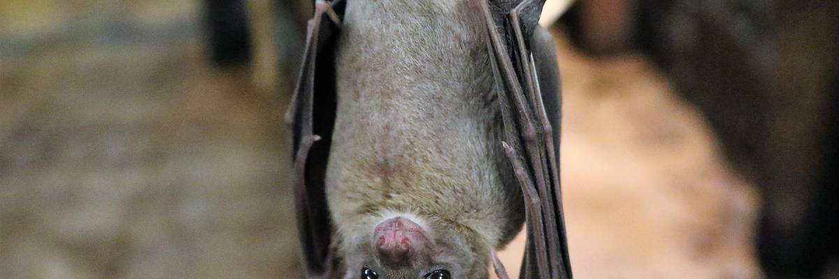 Eine Fledermaus hängt kopfüber an einem Ast.