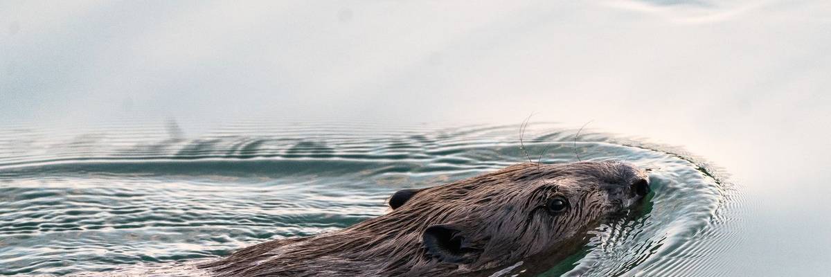 Biber schwimmt im Wasser. Nur der Kopf ist sichtbar.