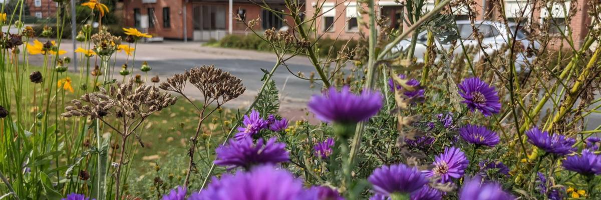 Platz im Ortsteil Ingeln-Oesselse. Im Vorgergrund sind lila Blüten zu sehen.