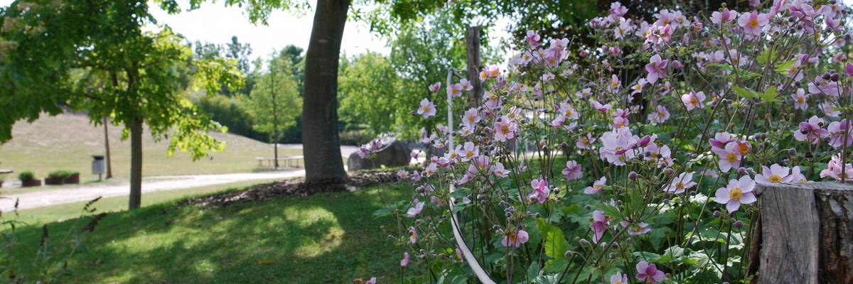 Blüten der Herbstannemone im Park der Sinne