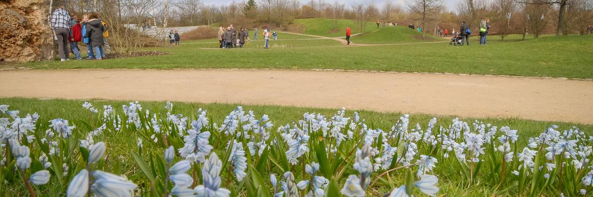 Blick über eine RAsenfläche im Park der Sinne. Auf der Fläche blühen hellblaue Blumen.