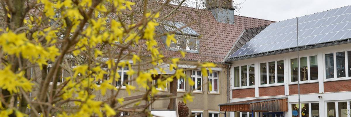 Teil des Gebäudes der Grundschule Rethen ist im Hintergrund zu sehen. Im Vordergrund blühen gelbe Forsythien.