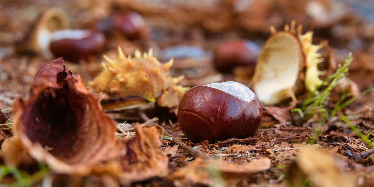 Braune Blätter und zahlreiche Kastanien liegen auf einem waldigen Boden.