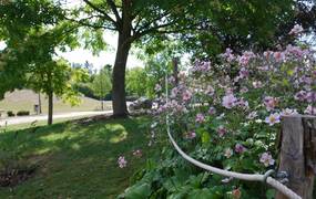 Blüten der Herbstannemone im Park der Sinne