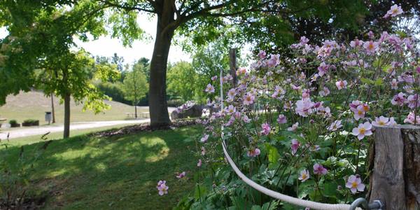 Blüten der Herbstannemone im Park der Sinne